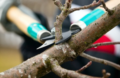 Austin Tree Pruning